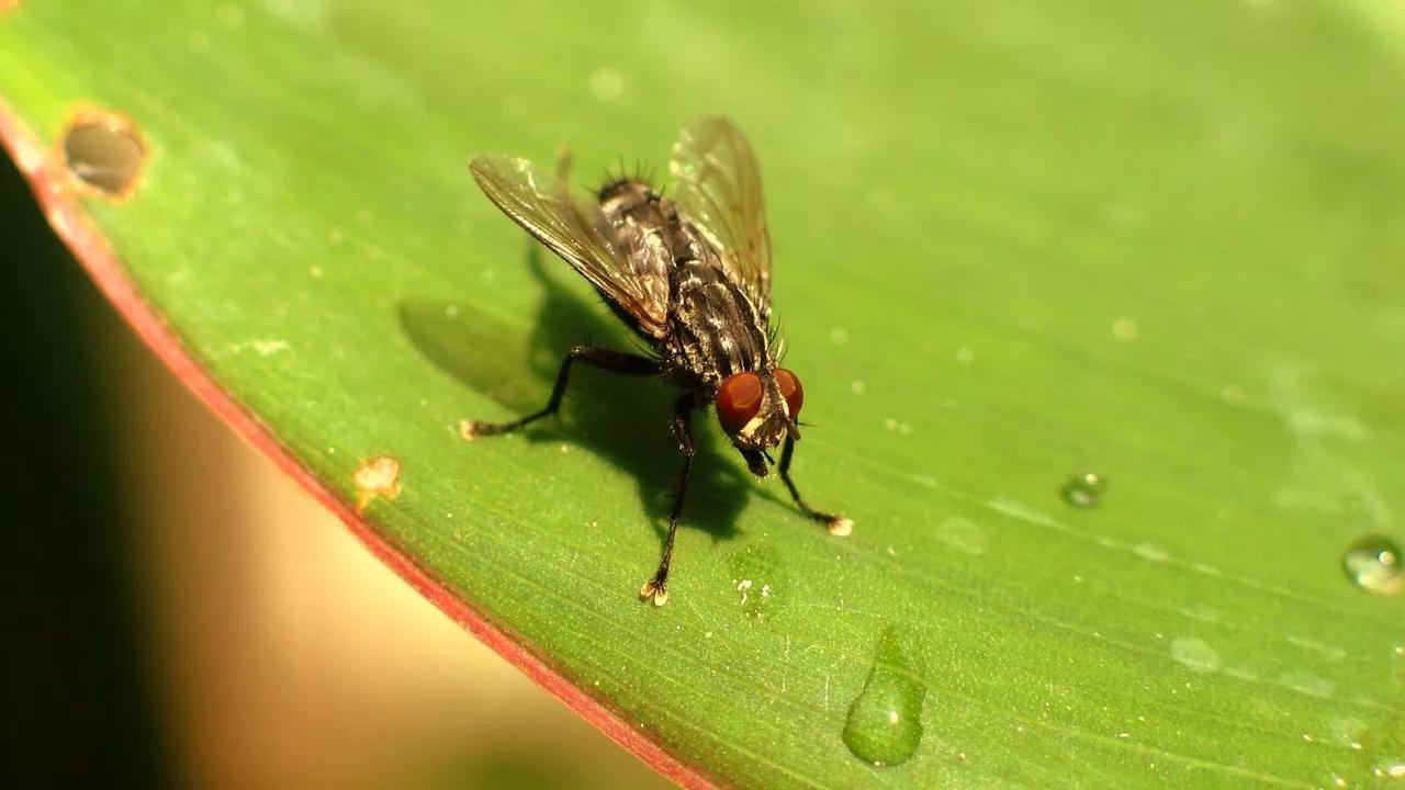 Scientists Discover How 'Zombie Fungus' Converts Houseflies Into Necrophiles Scientists Discover How 'Zombie Fungus' Converts Houseflies Into Necrophiles