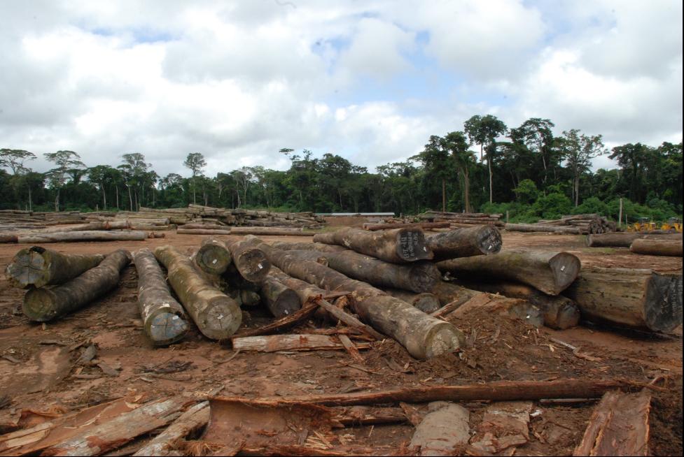 Liberia: Company Abandons Some 2,500 Logs in Zorzor, Lofa County Liberia: Company Abandons Some 2,500 Logs in Zorzor, Lofa County
