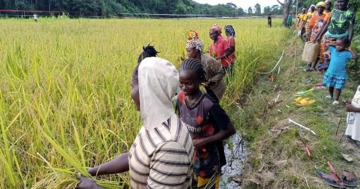 Liberia Bong Smallholder Farmers Harvest 10 Hectares Paddy Rice Liberia