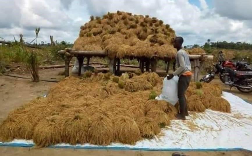 Liberia: Recommendations On” Responsible Agriculture Investment & Food Security” To the Government of President Weah Liberia: Recommendations On” Responsible Agriculture Investment & Food Security” To the Government of President Weah