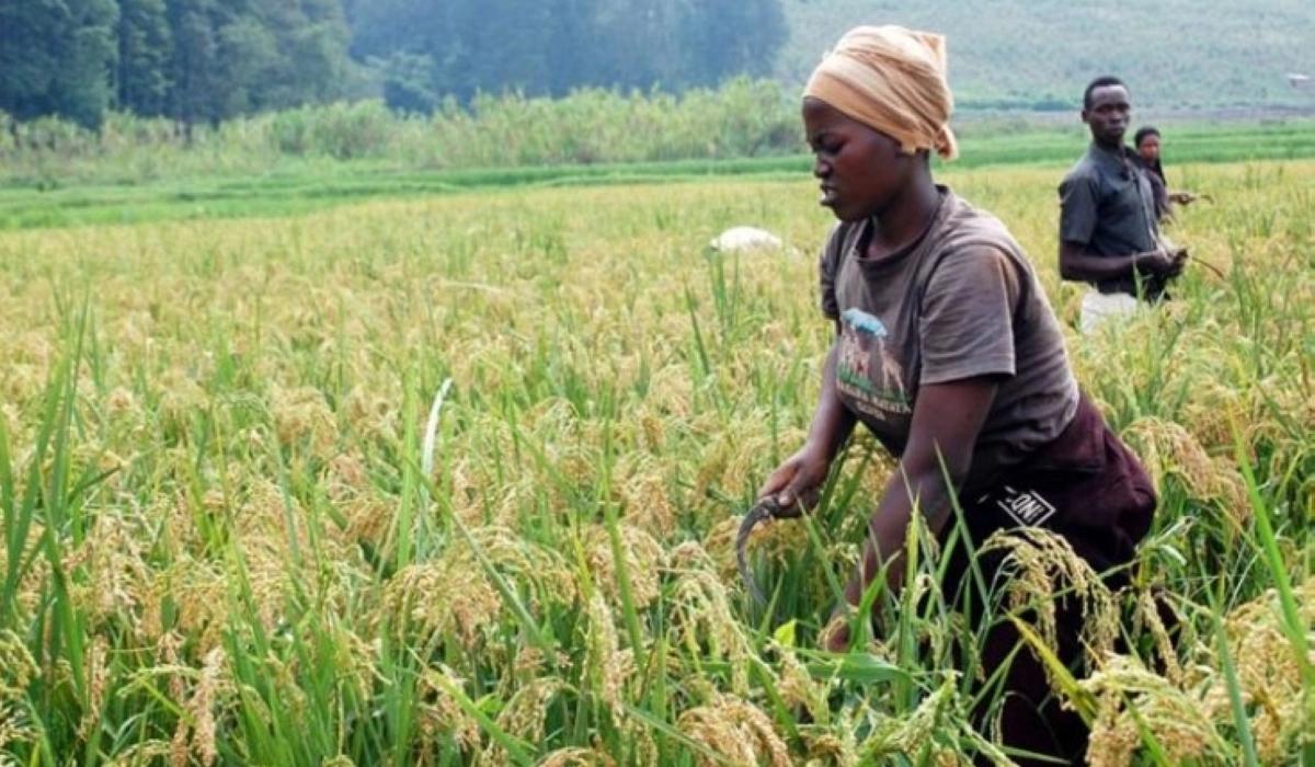 Africa’s Perennial Problem of Feeding its Population Africa’s Perennial Problem of Feeding its Population
