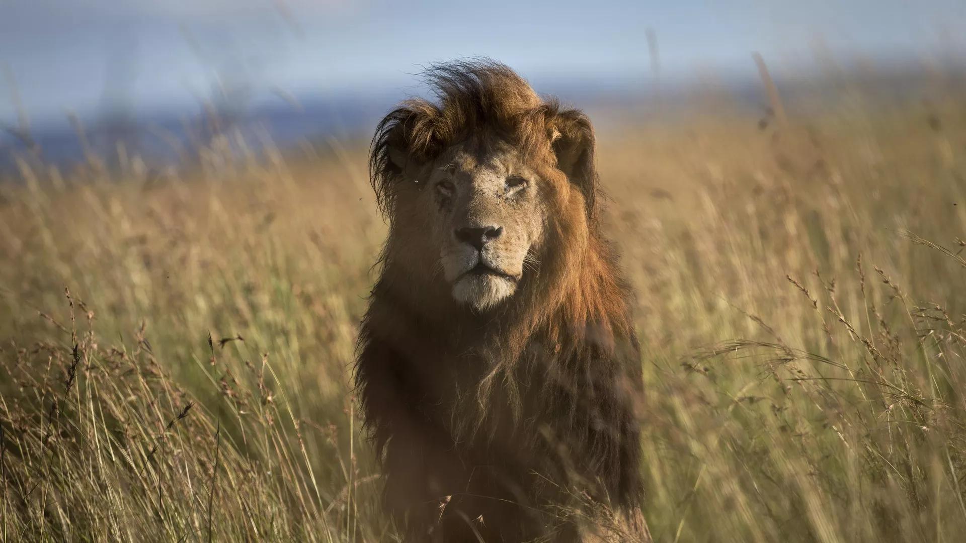 UN COP15 on Biodiversity Starts Amid Backdrop of African Wildlife Losses UN COP15 on Biodiversity Starts Amid Backdrop of African Wildlife Losses