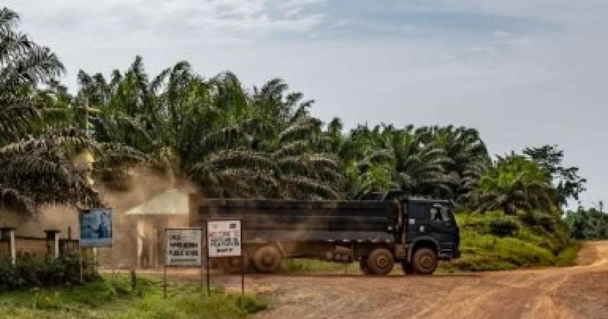 Liberia: Maryland Oil Palm Plantation Accused of land-grab, Rights Violations Liberia: Maryland Oil Palm Plantation Accused of land-grab, Rights Violations