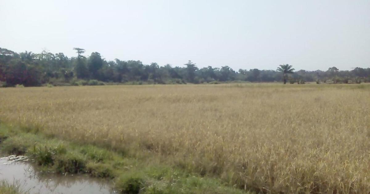Liberia: Dokodan Farmers Appeal for Assistance Liberia: Dokodan Farmers Appeal for Assistance