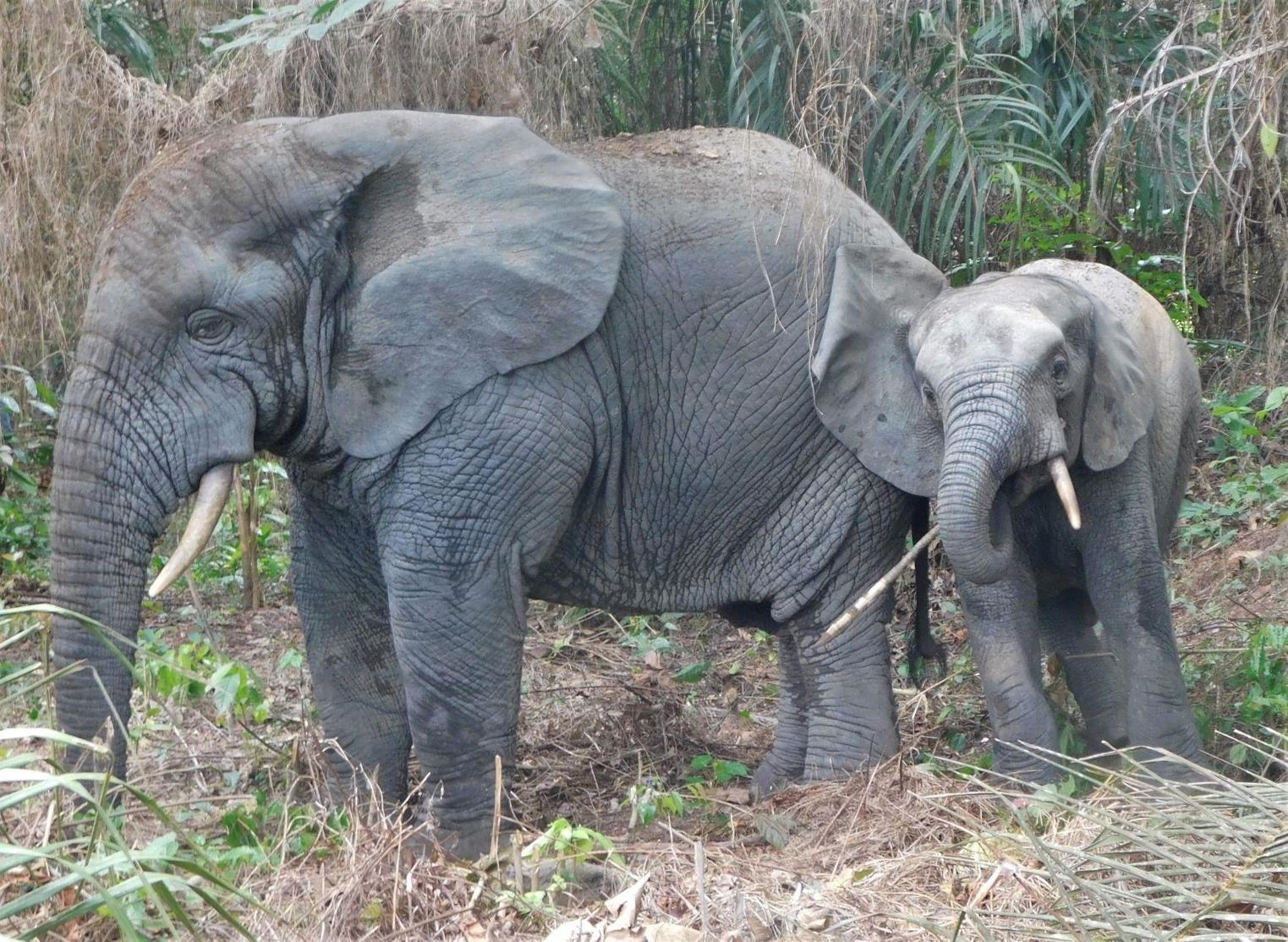 Liberia: ELRECO Advances Human-Wildlife Conflicts Mitigation Measures Liberia: ELRECO Advances Human-Wildlife Conflicts Mitigation Measures