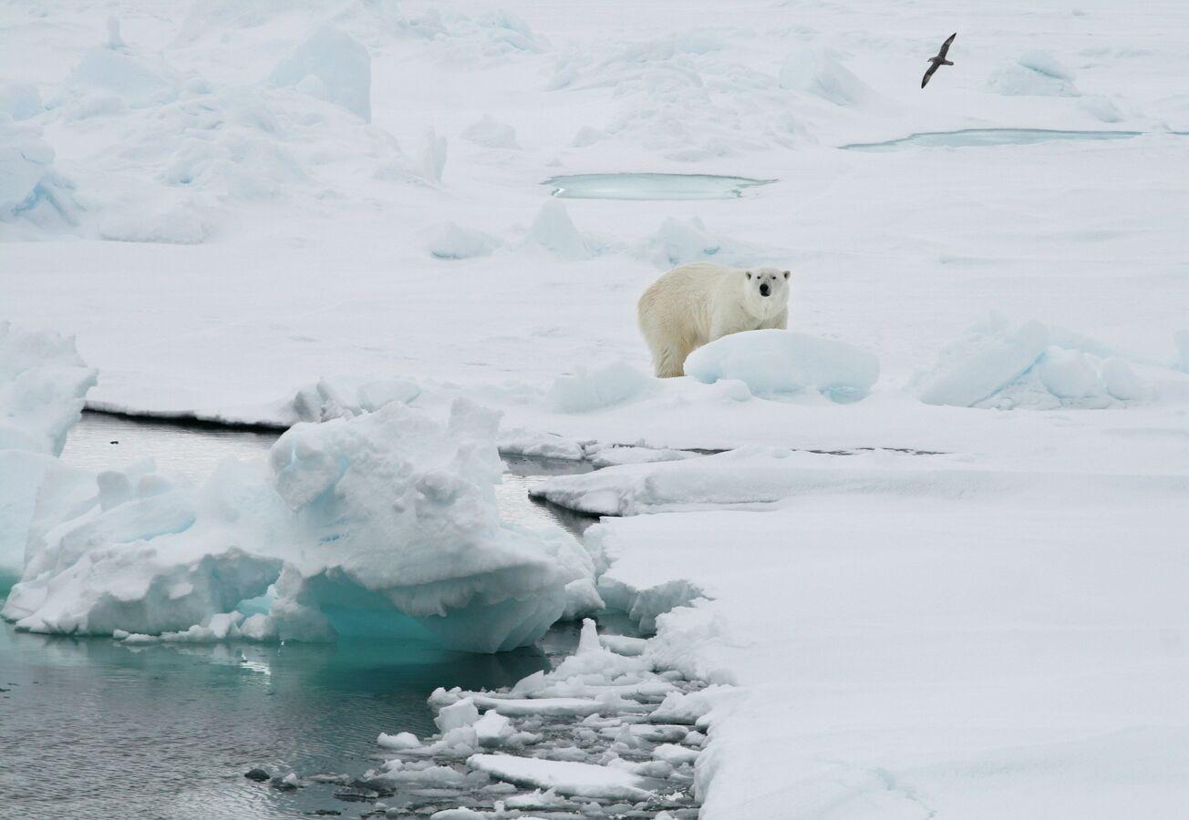 Animals With Toxic 'Forever Chemicals' Found on Every Continent But Antarctica, Shocking Study Says Animals With Toxic 'Forever Chemicals' Found on Every Continent But Antarctica, Shocking Study Says