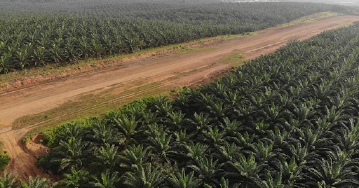 Liberia: GVL’s Owner Quits Global Forest Initiative in Blow to Communities and Campaigners Liberia: GVL’s Owner Quits Global Forest Initiative in Blow to Communities and Campaigners
