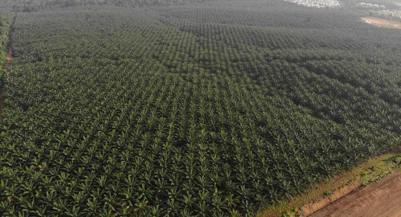 Liberia: GVL Still Committed to ‘No Deforestation’ – Company Says Liberia: GVL Still Committed to ‘No Deforestation’ – Company Says