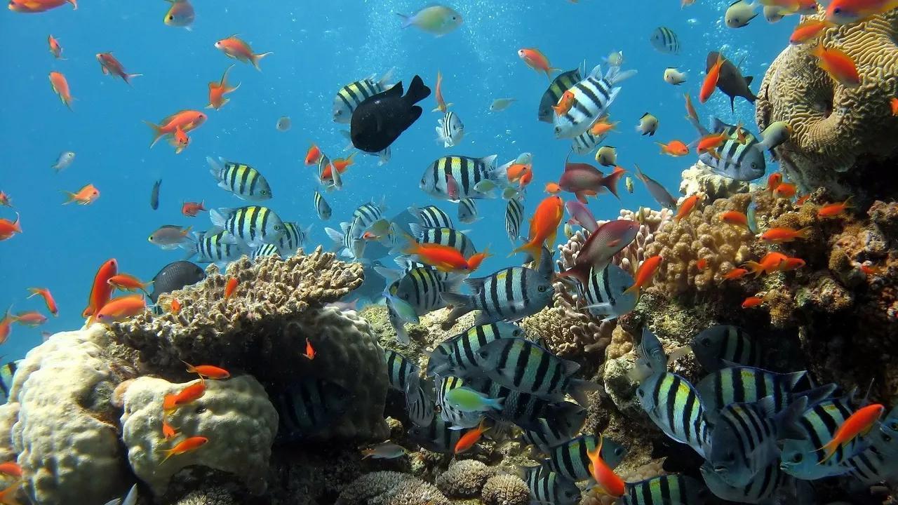 Robots and Limestone Are Being Used To Save Coral Reefs Robots and Limestone Are Being Used To Save Coral Reefs