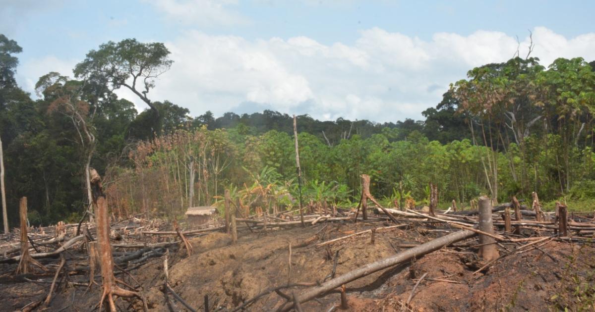 Efforts Needed to Restore the Integrity of Liberia’s Forests Efforts Needed to Restore the Integrity of Liberia’s Forests