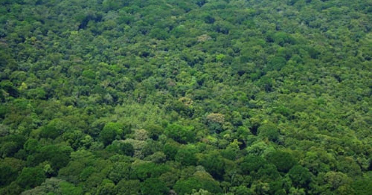 Forest and Carbon Harvesting: The Case of Liberia Forest and Carbon Harvesting: The Case of Liberia