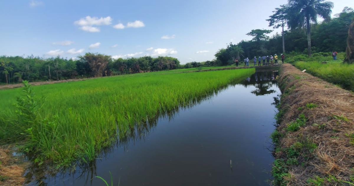 Liberia: New Innovation Boosts Farmers’ Yields and Incomes Liberia: New Innovation Boosts Farmers’ Yields and Incomes