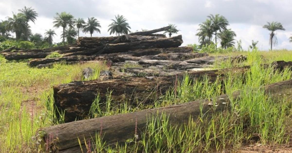 Liberia: Company Abandons Contract, Leaving Debts and Logs In Bassa Liberia: Company Abandons Contract, Leaving Debts and Logs In Bassa