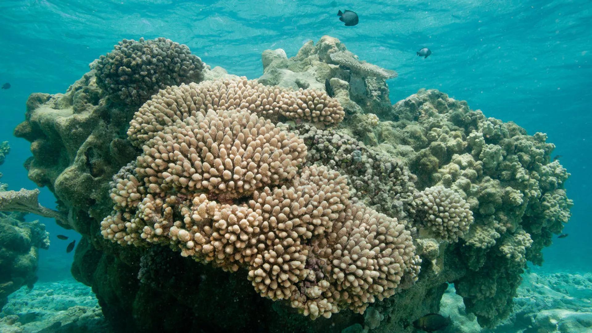 Great Barrier Reef's Heritage Status at Risk Amid Pollution and Climate Threats Great Barrier Reef's Heritage Status at Risk Amid Pollution and Climate Threats