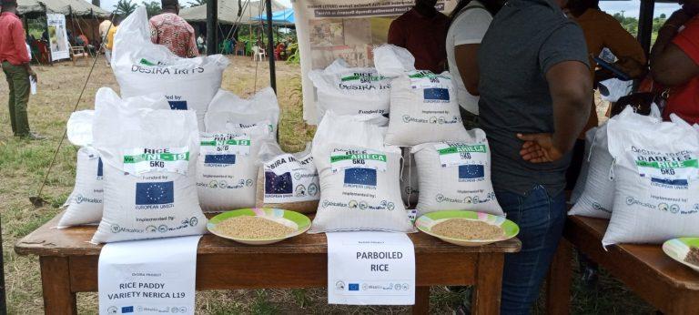 EU-Funded DeSIRA IRFFS Project Leaves Lasting Impact on Liberian Agriculture As Farmers Call for Nationwide Expansion EU-Funded DeSIRA IRFFS Project Leaves Lasting Impact on Liberian Agriculture As Farmers Call for Nationwide Expansion