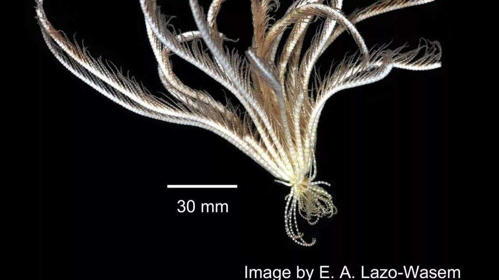 'Deep Sea Antarctic Strawberry' Creature Identified by Scientists - Liberia