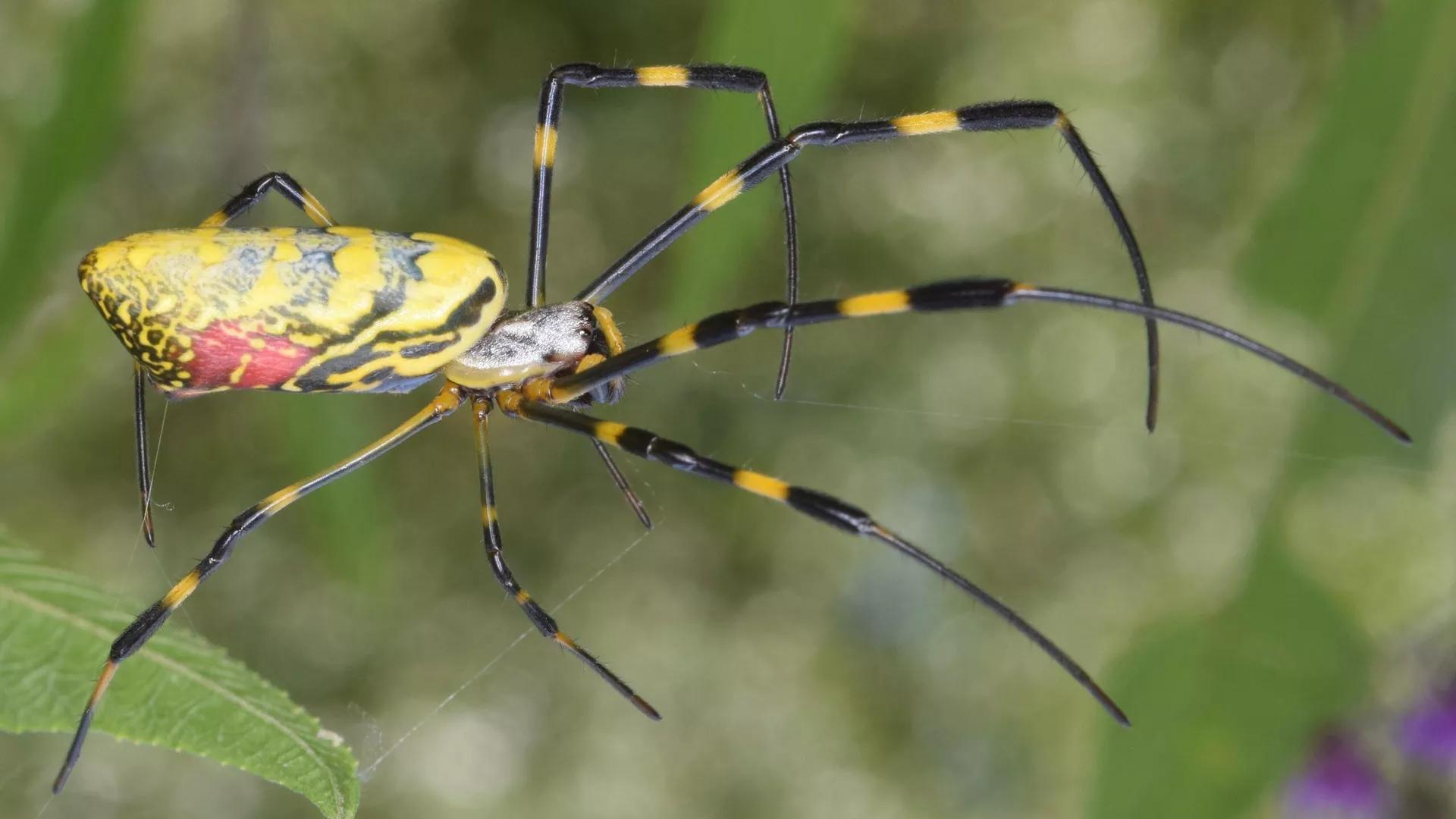 Joro Spider Spread Ensnares Southeastern US States, Study Reveals Joro Spider Spread Ensnares Southeastern US States, Study Reveals