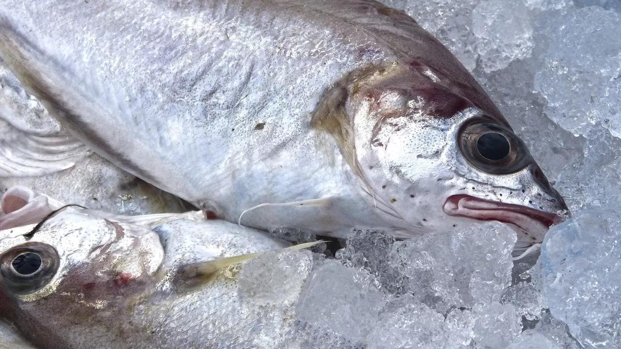 Insects as Food: Russian Scientists Find a New Solution For Feeding Fish Insects as Food: Russian Scientists Find a New Solution For Feeding Fish