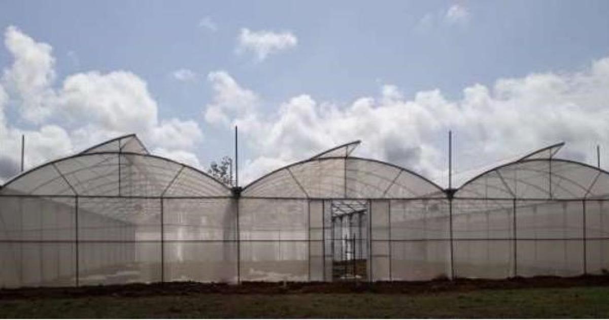 Liberia: Solidaridad Constructs First Post-war Cocoa Greenhouse in CARI Liberia: Solidaridad Constructs First Post-war Cocoa Greenhouse in CARI