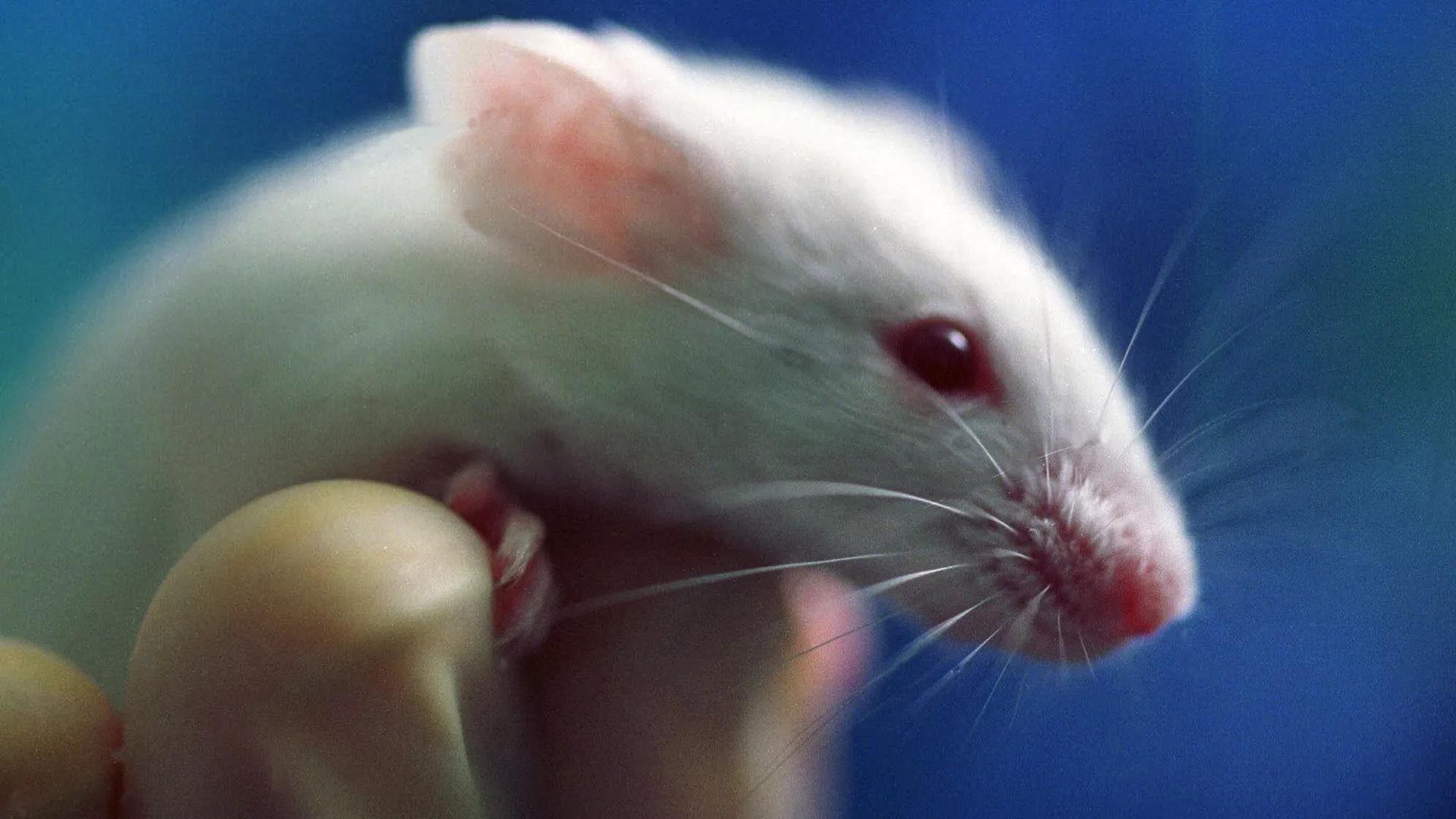 Beyond Cheese and Mazes: Mice Can Recognize Themselves in Mirrors, Research Reveals