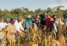 100-Acre Upland Rice Harvest Launched in Bong County 100-Acre Upland Rice Harvest Launched in Bong County