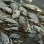 Quarter of World’s Freshwater Fish Face Extinction Risk Quarter of World's Freshwater Fish Face Extinction Risk