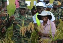 AFL harvests first post-war Swamp Rice in Lower Margibi AFL harvests first post-war Swamp Rice in Lower Margibi