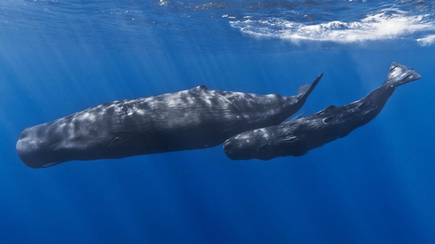 Scientists Communicate With Humpback Whales Scientists Communicate With Humpback Whales