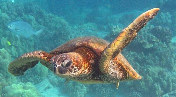 Green Sea Turtles Move from Endangered to Least Concern Green Sea Turtles Move from Endangered to Least Concern