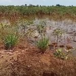 Liberia’s Wetlands Under Threat on World Wetlands Day Liberia's Wetlands Under Threat on World Wetlands Day
