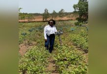 She Envisions a Cooler City by Planting Trees She Envisions a Cooler City by Planting Trees