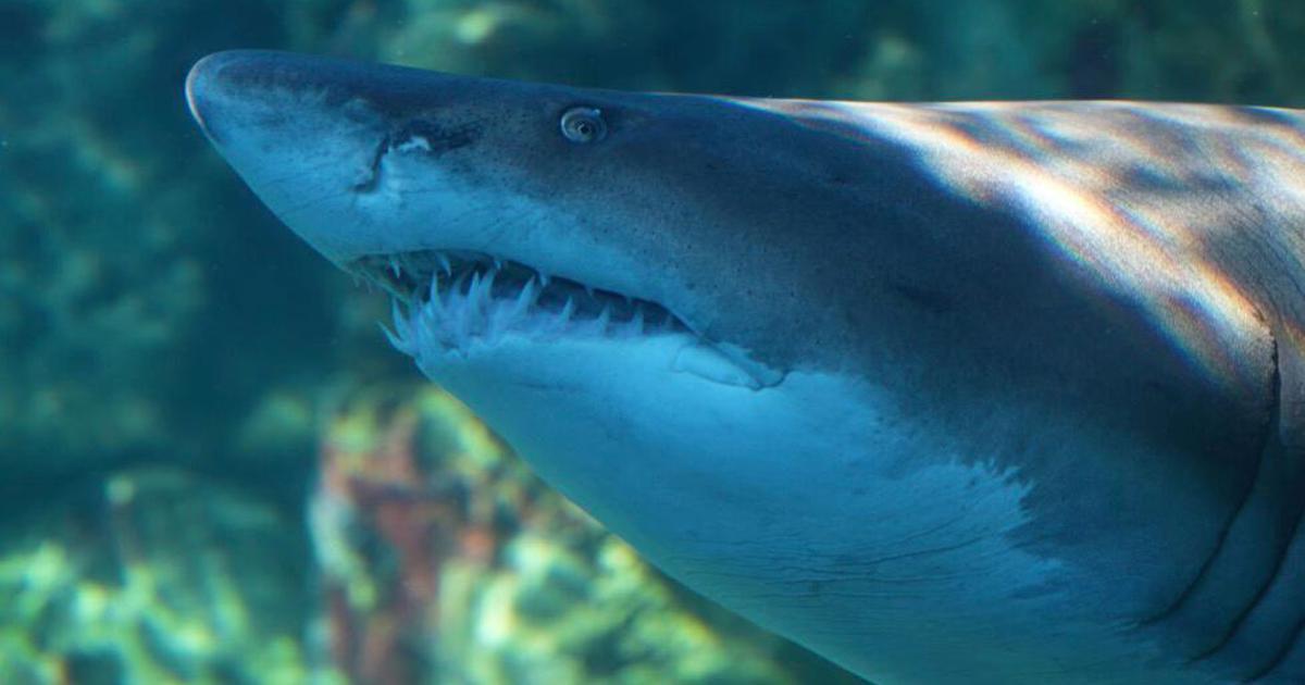 Aquarium releases 'Blue' into the big blue after 8 years Aquarium releases 'Blue' into the big blue after 8 years