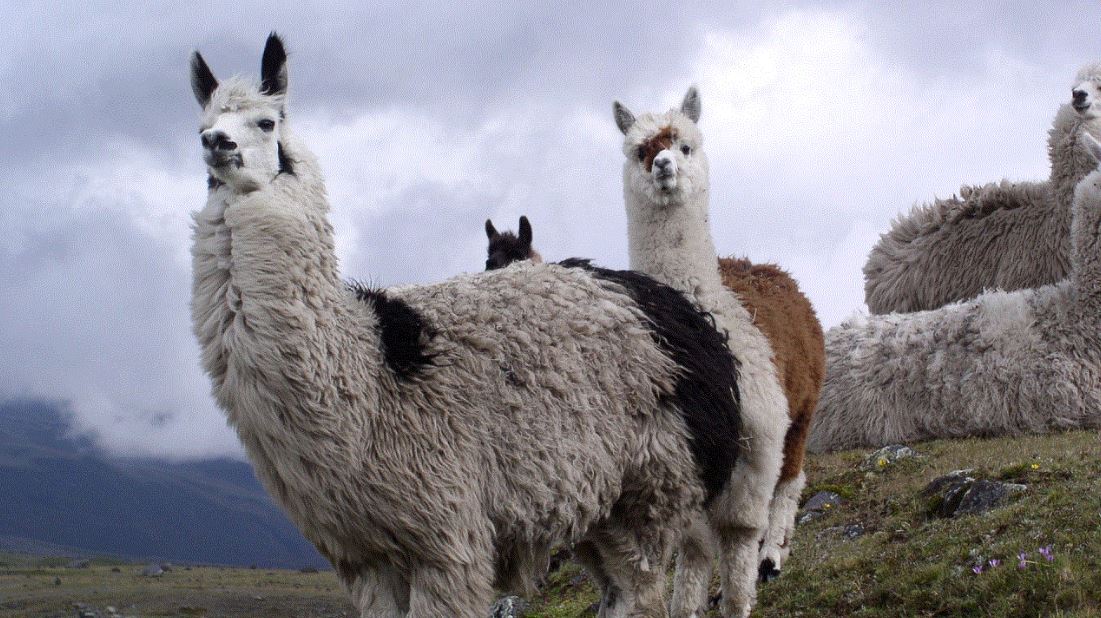 حيوان اللاما حيوان اللاما