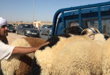 ركود يُخيّم على سوق الأضاحي في بدر