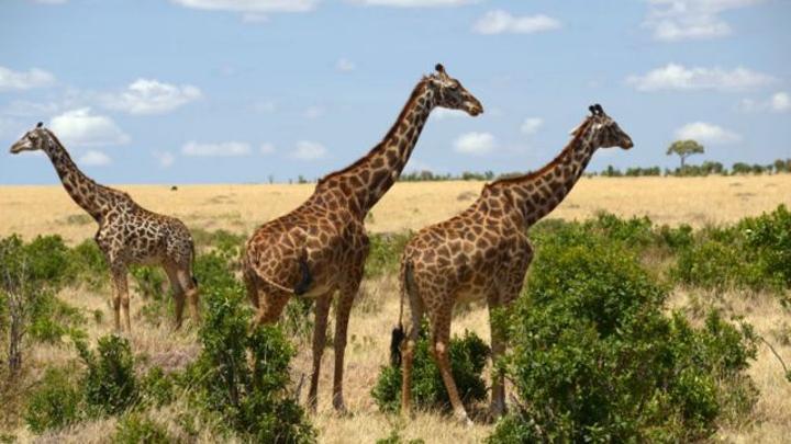 هل نسهم في إزعاج الحيوانات في بيئاتها دون أن ندري؟ هل نسهم في إزعاج الحيوانات في بيئاتها دون أن ندري؟