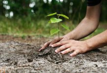 “المدار الجديد” تطلق مبادرة لغرس 50 ألف شجرة “المدار الجديد” تطلق مبادرة لغرس 50 ألف شجرة