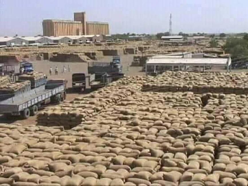 اردب الذرة يتجاوز قنطار السمسم لاول مرة بالقضارف اردب الذرة يتجاوز قنطار السمسم لاول مرة بالقضارف