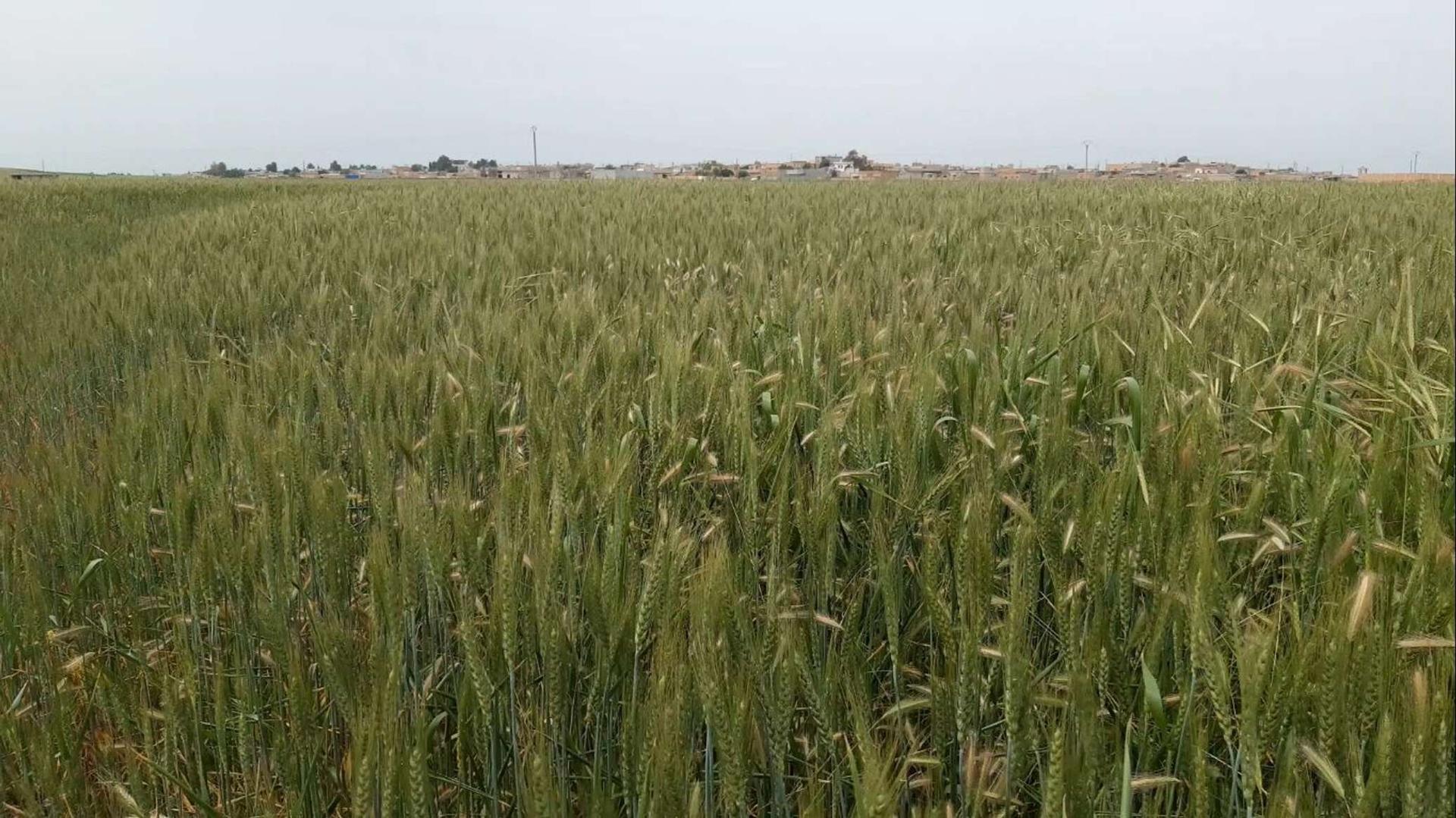 مسؤول ليبي: نملك مخزونا احتياطيا من القمح لمدة عام ولا تأثير للأزمة الأوكرانية على السوق مسؤول ليبي: نملك مخزونا احتياطيا من القمح لمدة عام ولا تأثير للأزمة الأوكرانية على السوق