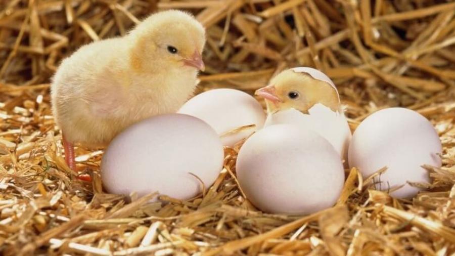 هل تساءلت يوماً كيف يتنفس ''الكتكوت'' وهو داخل البيضة؟