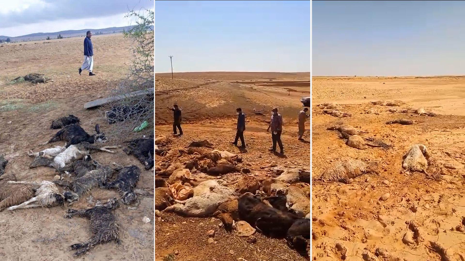 مخاوف من أزمة غذائية في شرق ليبيا بسبب الإعصار مخاوف من أزمة غذائية في شرق ليبيا بسبب الإعصار