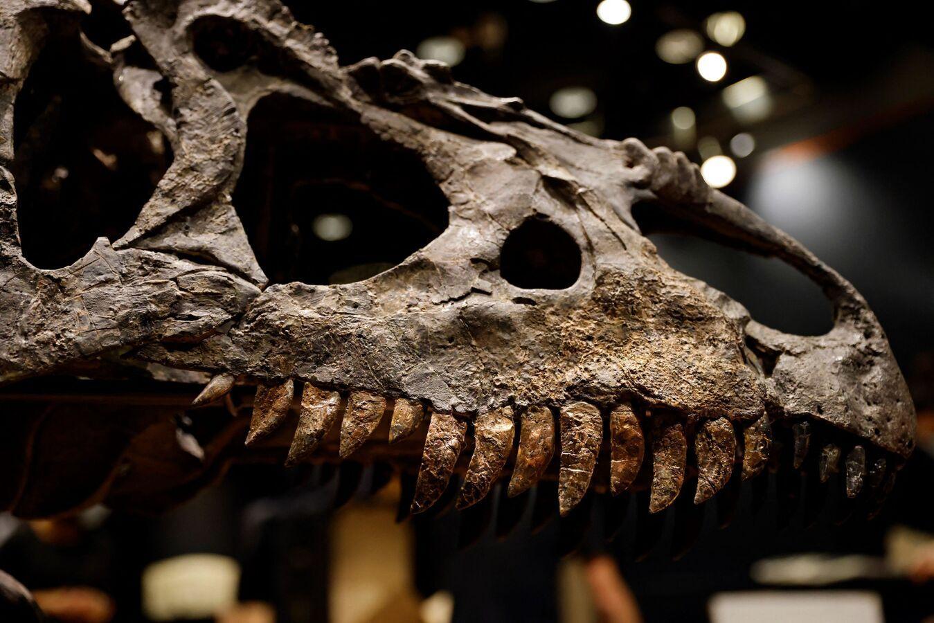 دراسة تجيب أخيرا عن السبب الذي أدى إلى انقراض الديناصورات دراسة تجيب أخيرا عن السبب الذي أدى إلى انقراض الديناصورات