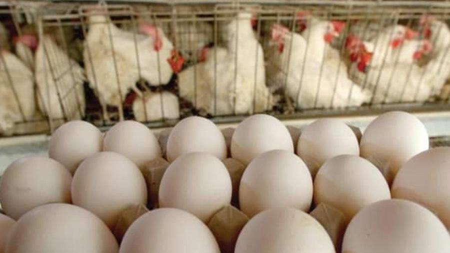 حملة واسعة لمقاطعة البيض والدجاج في ظل ارتفاع الأسعار