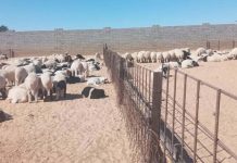 آلاف الإصابات والنفوق بين مواشي الجبل الأخضر بسبب الحمى القلاعية والجلد العقدي آلاف الإصابات والنفوق بين مواشي الجبل الأخضر بسبب الحمى القلاعية والجلد العقدي