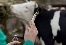 بعد معاناة لأشهر.. وصول أدوية الحمى القلاعية إلى مراعي الجبل الأخضر بعد معاناة لأشهر.. وصول أدوية الحمى القلاعية إلى مراعي الجبل الأخضر