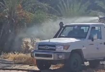 عميد تازربو: تضرر أغلب مزارع النخيل جراء الجراد الصحراوي عميد تازربو: تضرر أغلب مزارع النخيل جراء الجراد الصحراوي