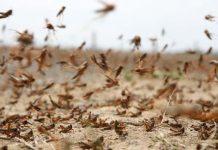 الجراد الصحراوي يهدد مزارع تازربو، ومطالبات بطائرات لمكافحته الجراد الصحراوي يهدد مزارع تازربو، ومطالبات بطائرات لمكافحته