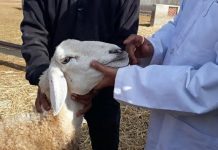 نفوق 60 رأس ماشية بزليتن وإصابة 70 أخرى بمرض اللسان الأزرق نفوق 60 رأس ماشية بزليتن وإصابة 70 أخرى بمرض اللسان الأزرق