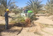 ما يقارب 30٪ من مزارع المدينة متضررة من حشرة سوس النخيل ما يقارب 30٪ من مزارع المدينة متضررة من حشرة سوس النخيل