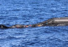 البحر يخطف أرواح 46 شخصا بينهم 30 مواطناً خلال 3 أشهر البحر يخطف أرواح 46 شخصا بينهم 30 مواطناً خلال 3 أشهر