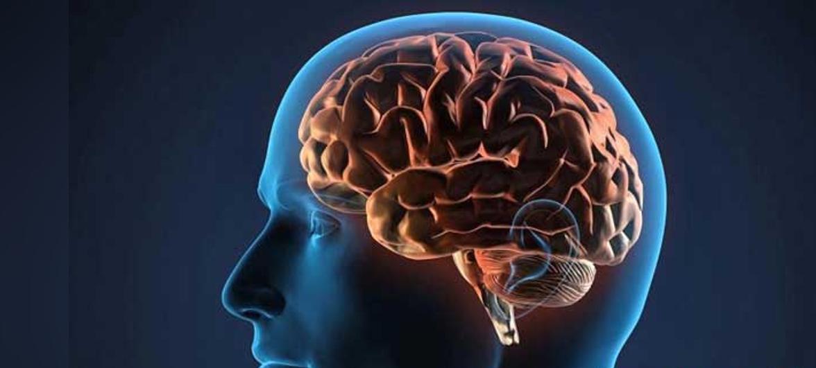 «دماغ بشري مصغّر».. ابتكار علمي يفجر جدل العلم والأخلاق